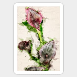 Calla Lillies in Watercolor Sticker